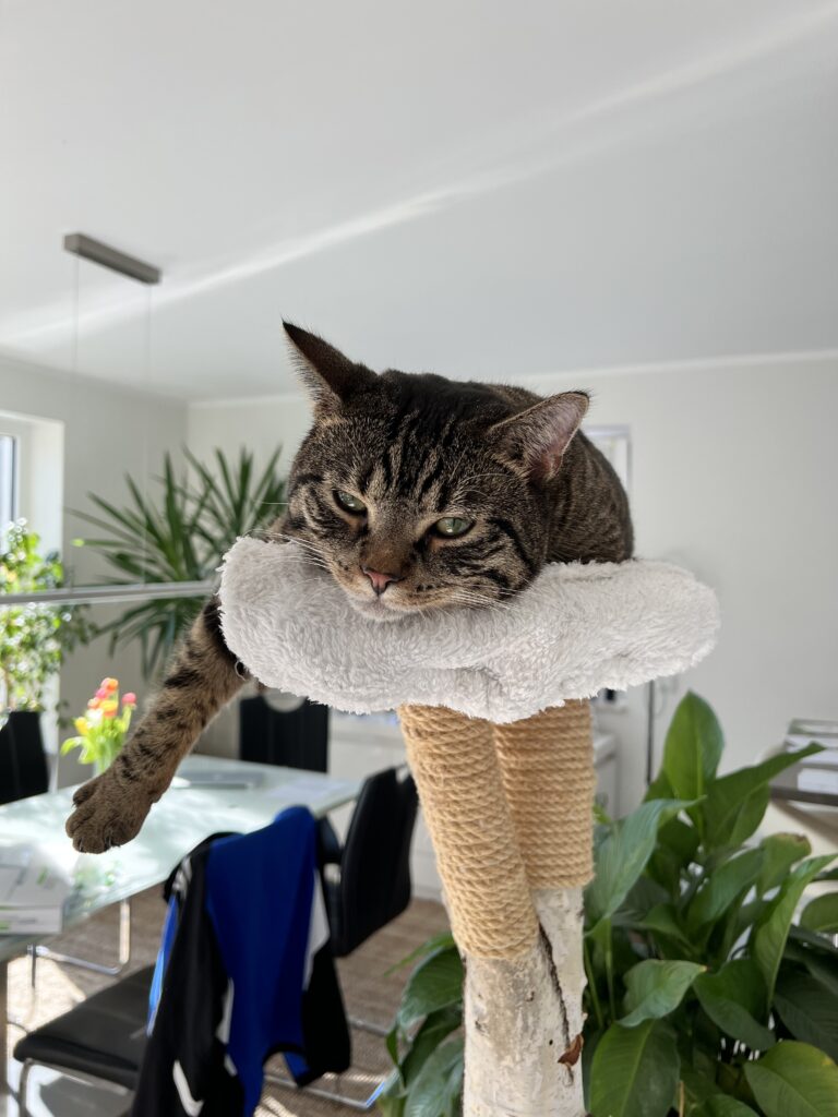 GPS Tracker für Freigänger-Katzen: