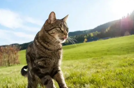 Wie weit streifen Freigänger-Katzen wirklich?