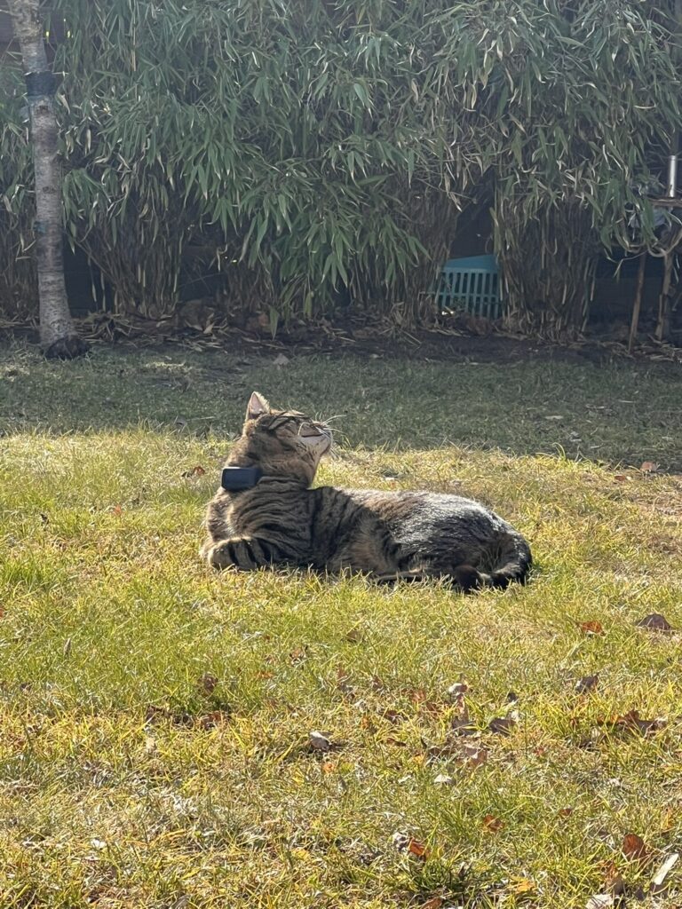 Tractive vs. Weenect: Welcher GPS-Tracker ist wirklich besser für Freigänger-Katzen?