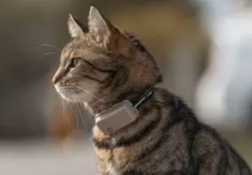 LTE vs. Bluetooth Tracker für Katzen – Was wirklich funktioniert